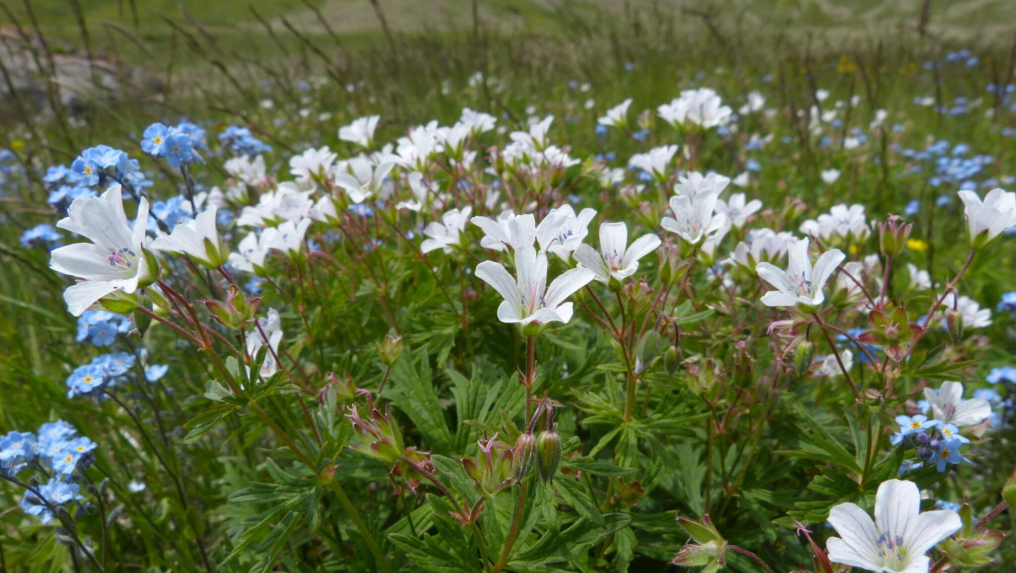 Image of Geranium rivulare Vill.