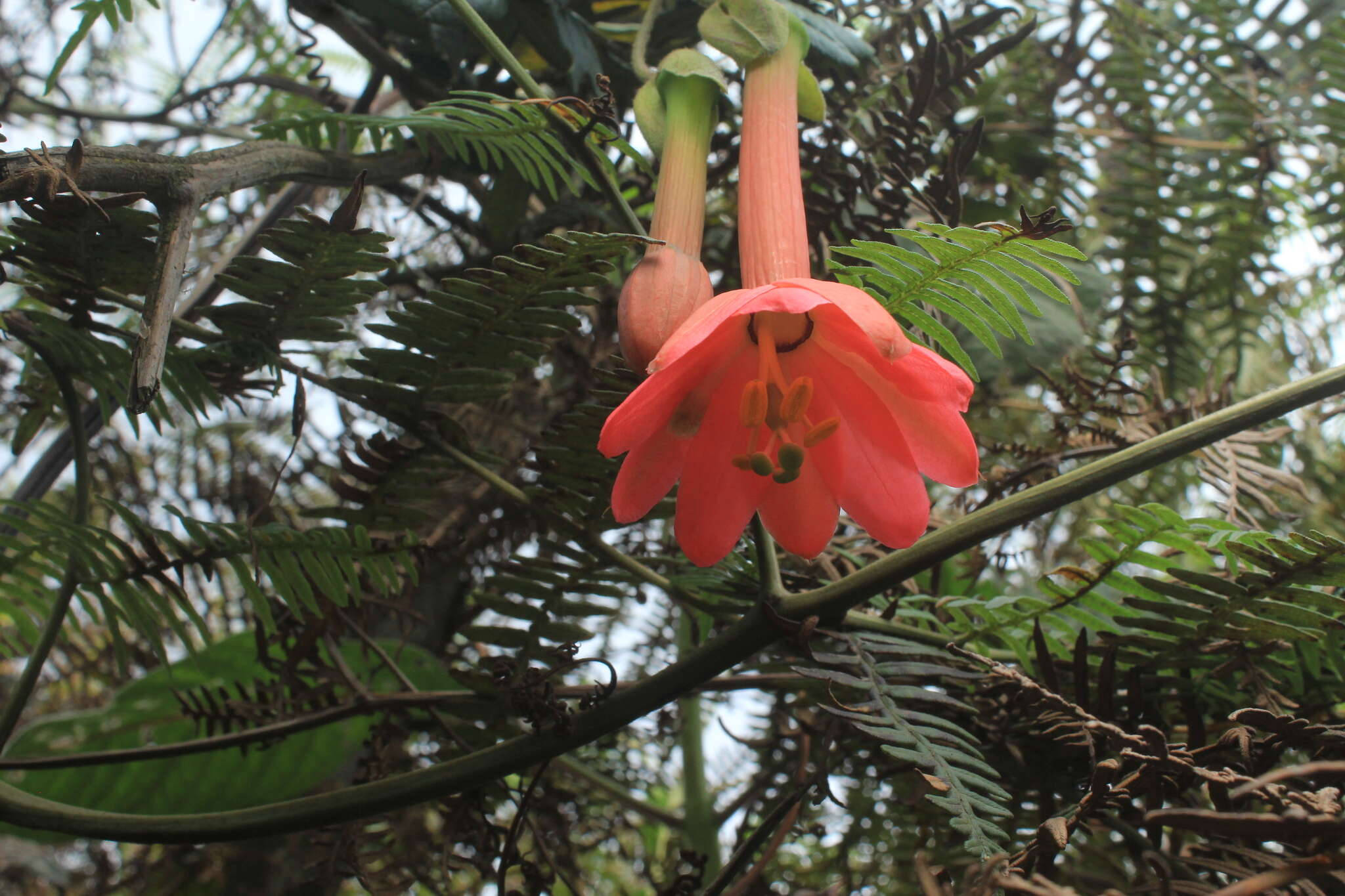 Image de Passiflora crispolanata Uribe