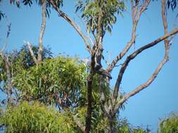 Image of Pacific Baza