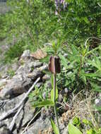 Image of Fritillaria dagana Turcz.