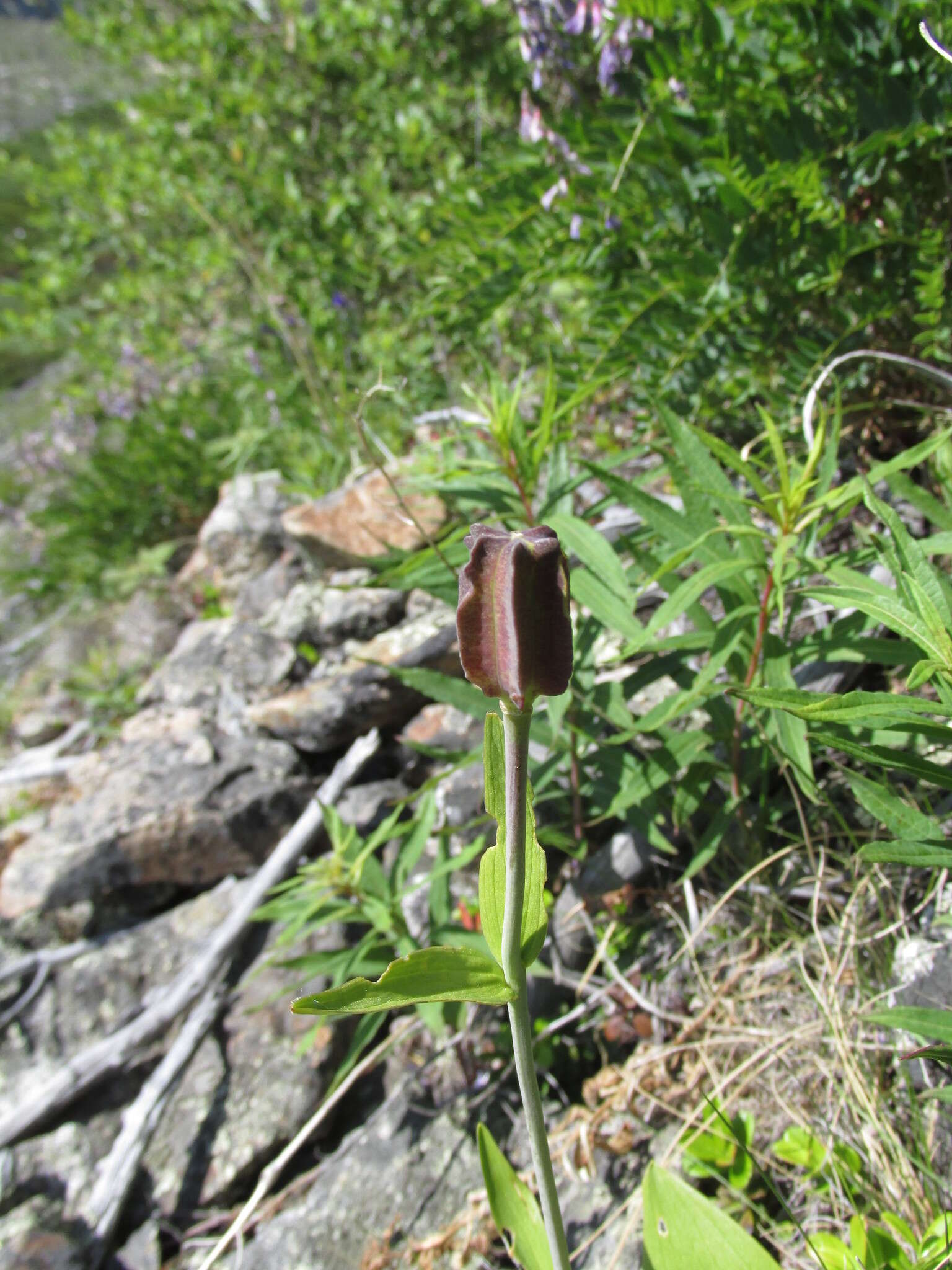 Image of Fritillaria dagana Turcz.