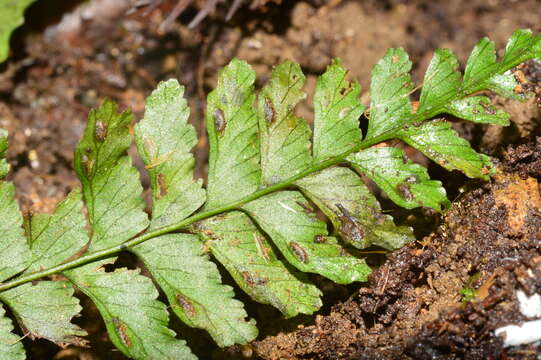 Image of Hymenasplenium adiantifrons (Hayata) Viane & S. Y. Dong