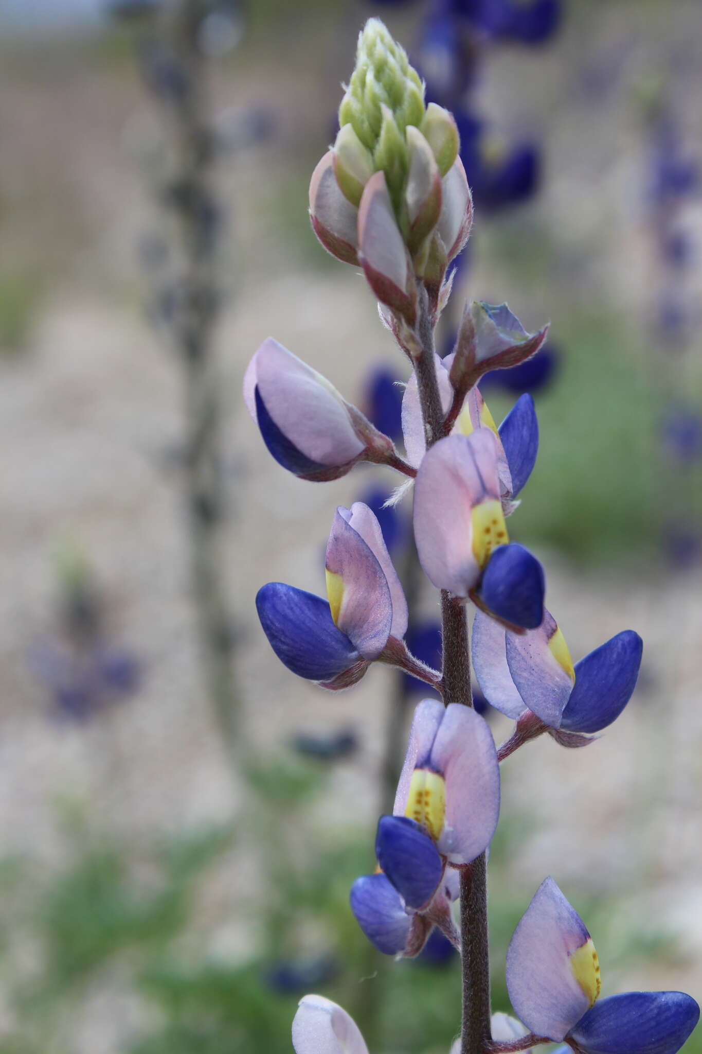 Imagem de Lupinus havardii S. Watson