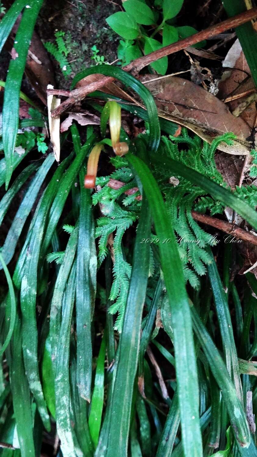 Image of Haplopteris anguste-elongata (Hayata) E. H. Crane