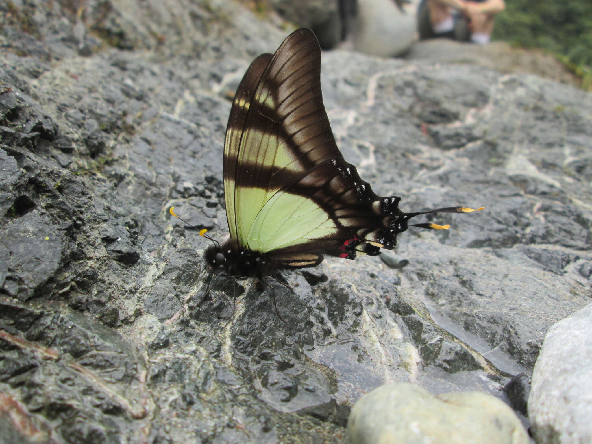 Image of Serville Swordtail