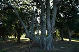 Image of Lebombo wattle