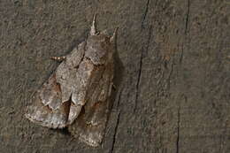 Image of Triton Dagger Moth