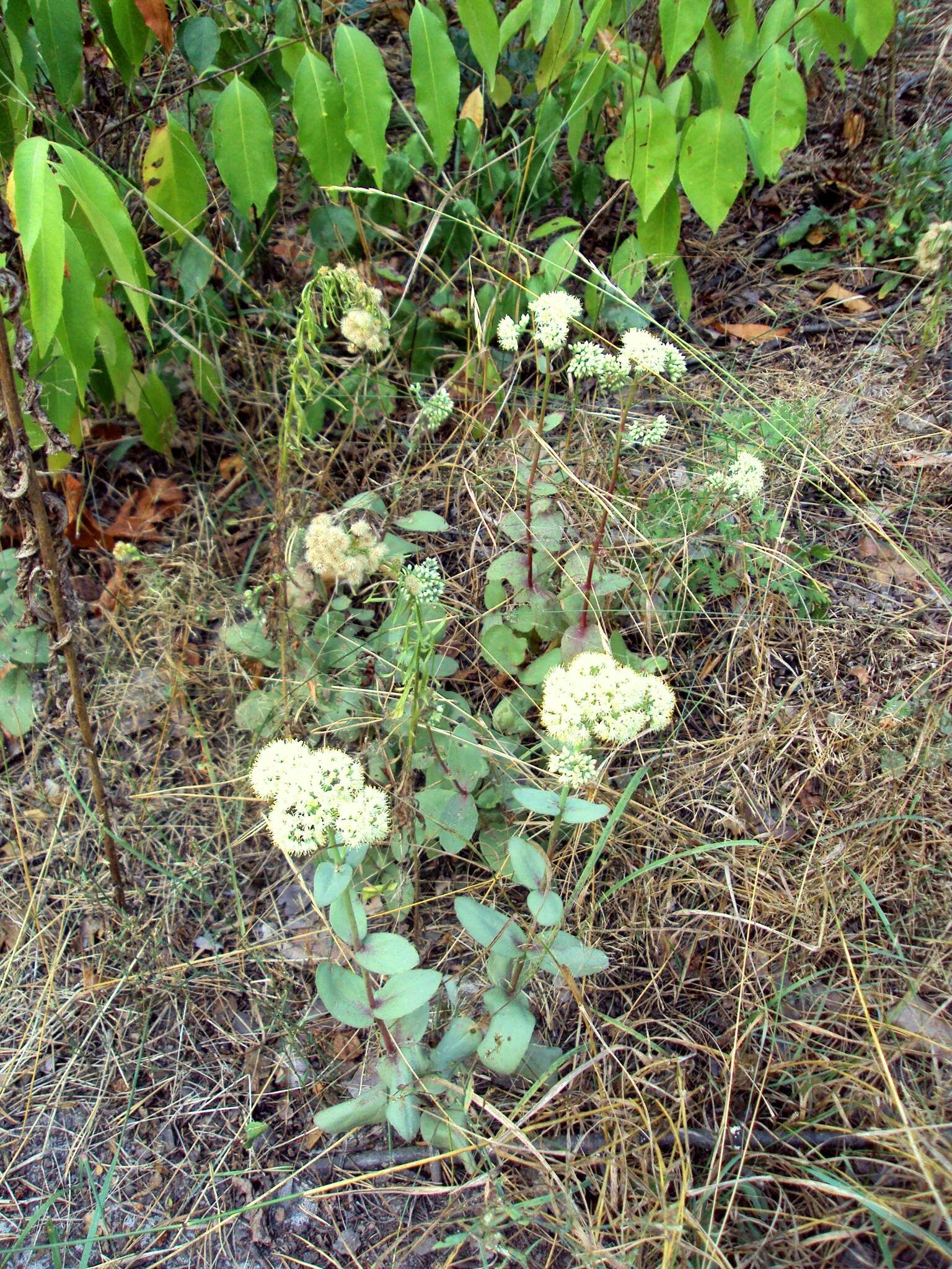 Image of Hylotelephium telephium subsp. ruprechtii (Jalas) H. Ohba