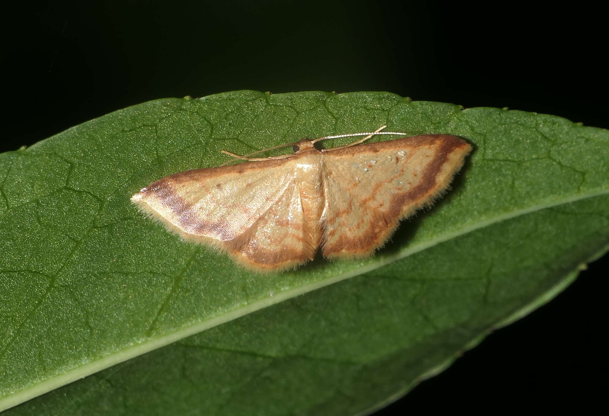 Image of Idaea impexa Butler 1879