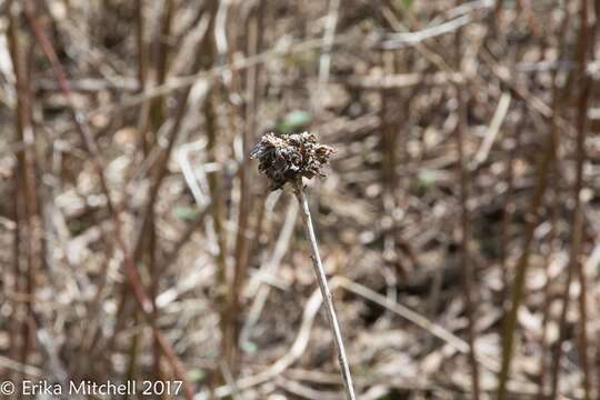 Image of Goldenrod Bunch Gall