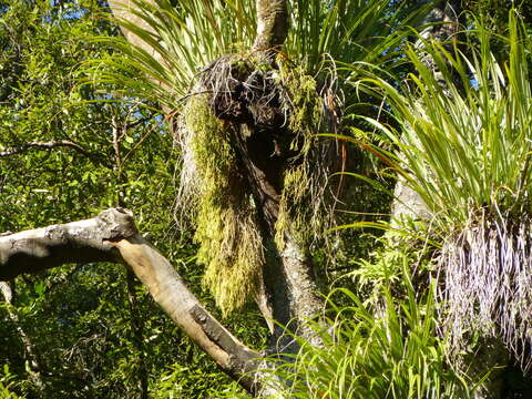 Image of Phlegmariurus varius (R. Br.) A. R. Field & Bostock