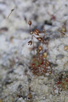 Image of Drosera leucostigma (N. G. Marchant & Lowrie) Lowrie & Conran