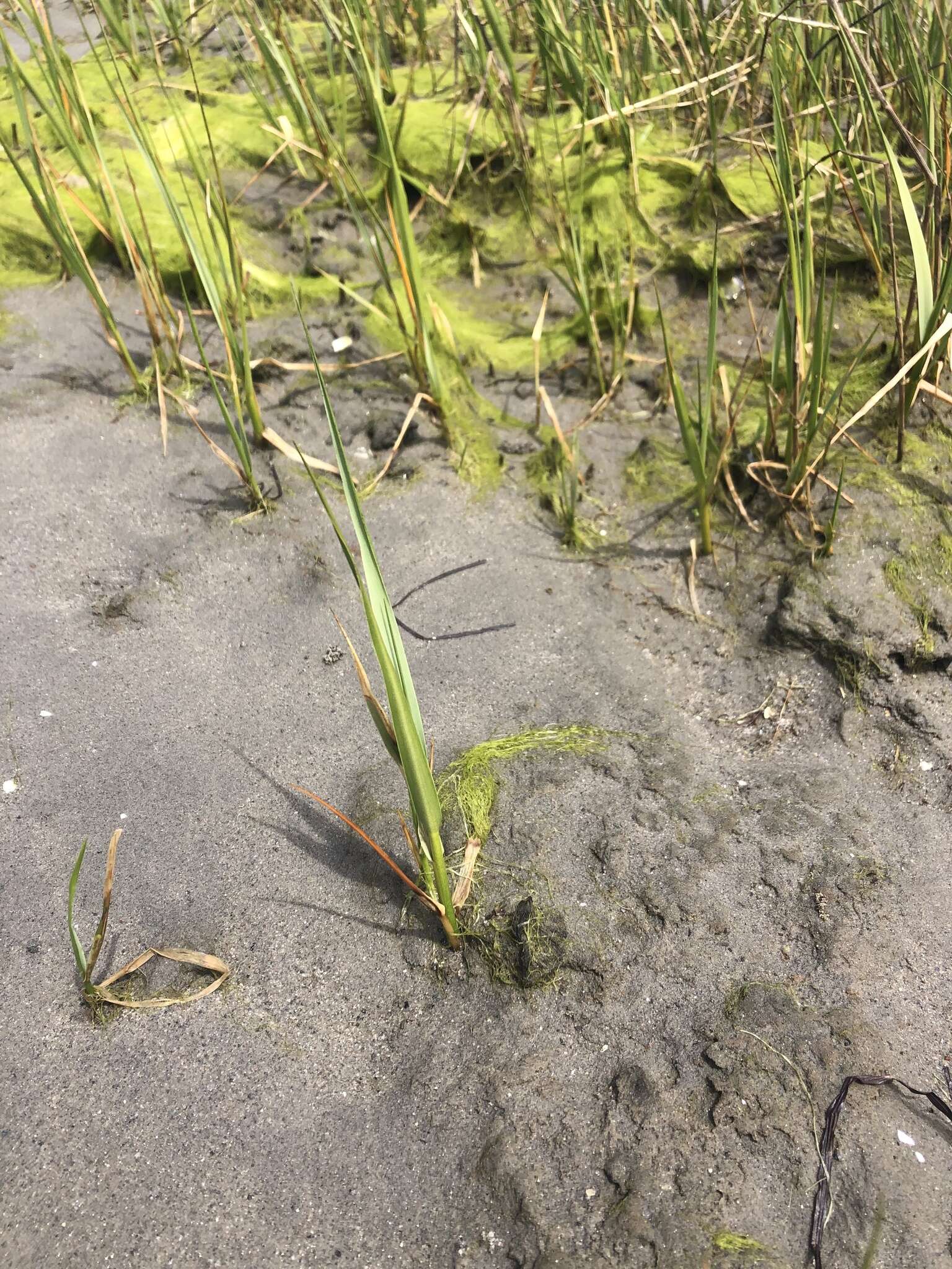 Image of California Cord Grass