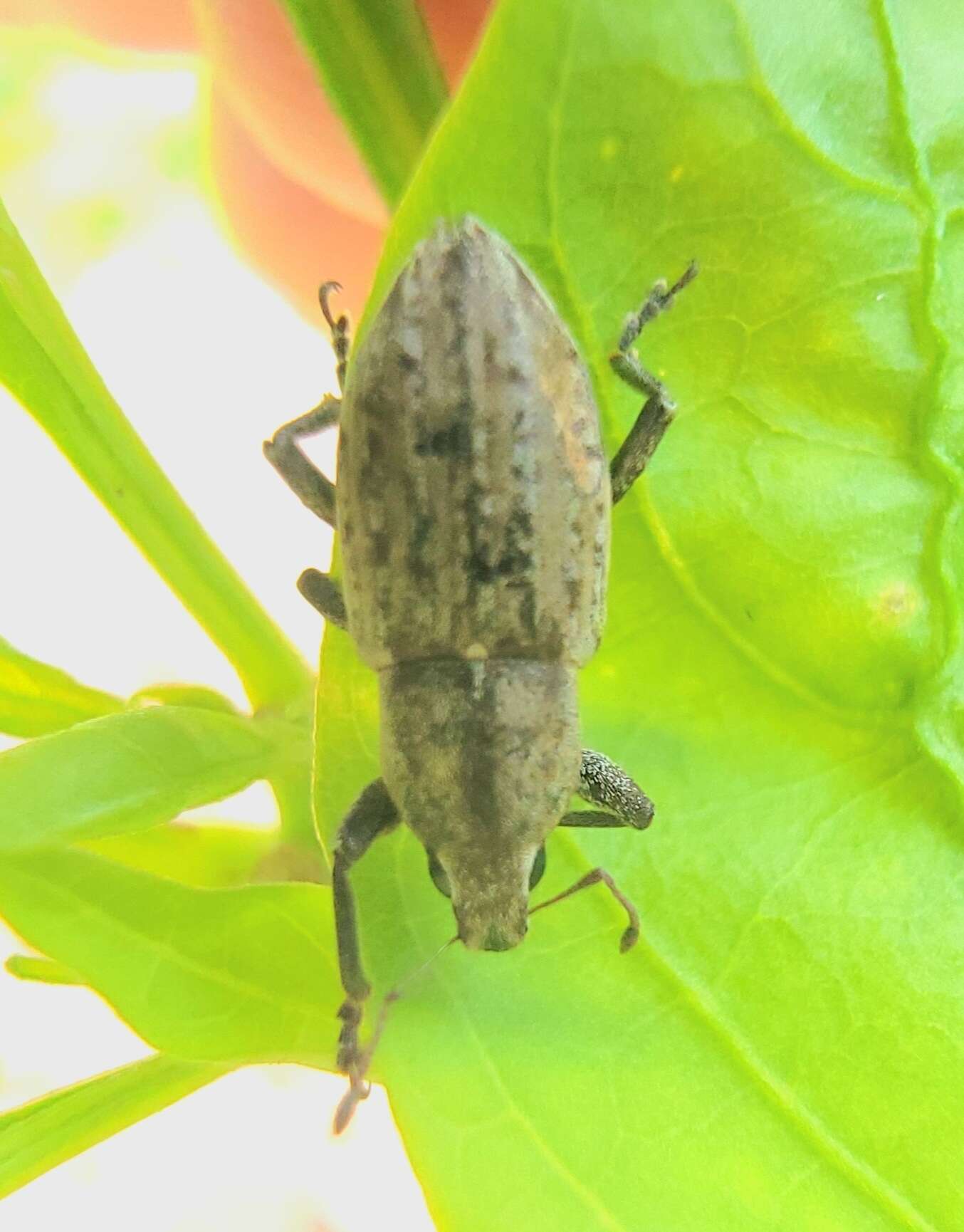 Image of Tanymecus (Tanymecus) lacaena (Herbst 1797)