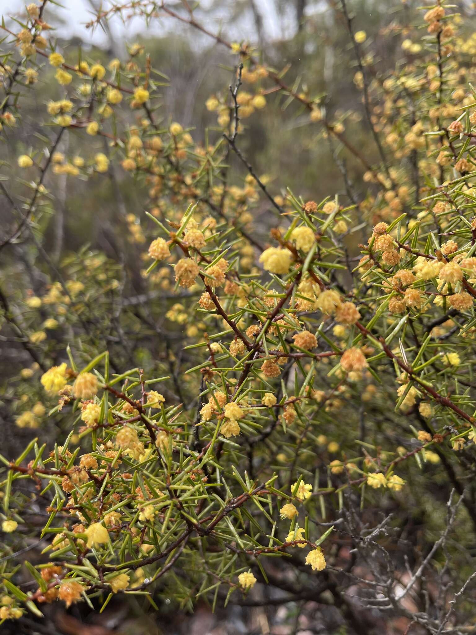 Image of Acacia asparagoides A. Cunn.