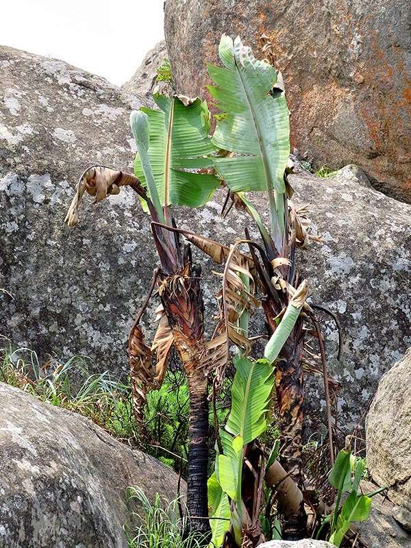 Image of Mountain strelitzia