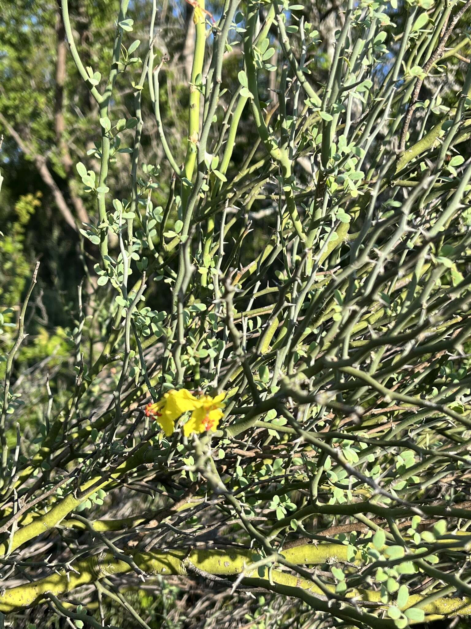 Image of Texas paloverde