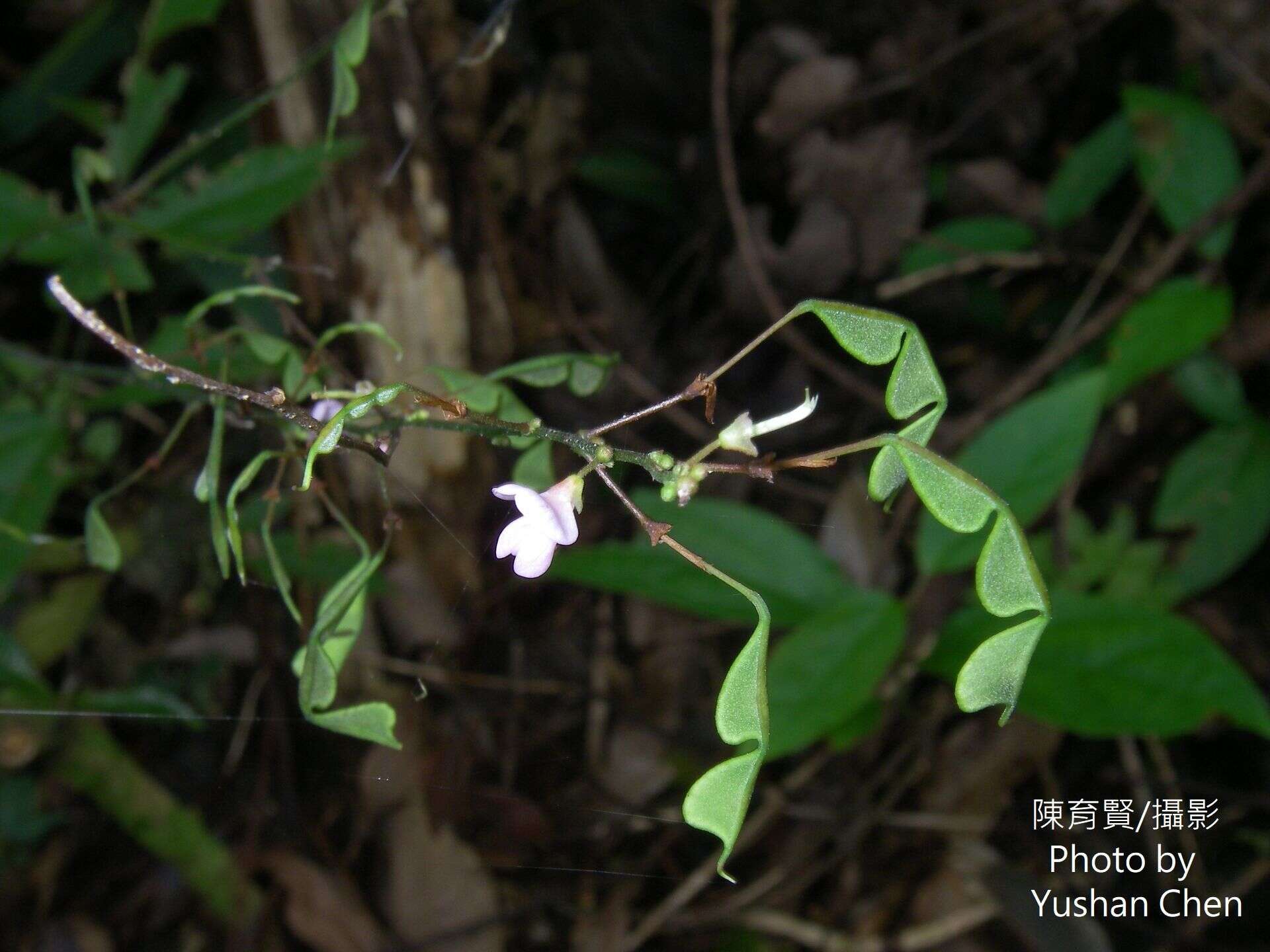 صورة Hylodesmum laterale (Schindl.) H. Ohashi & R. R. Mill