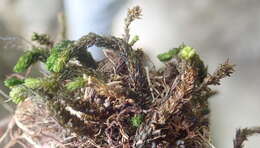 Image of blackmat splashzone moss