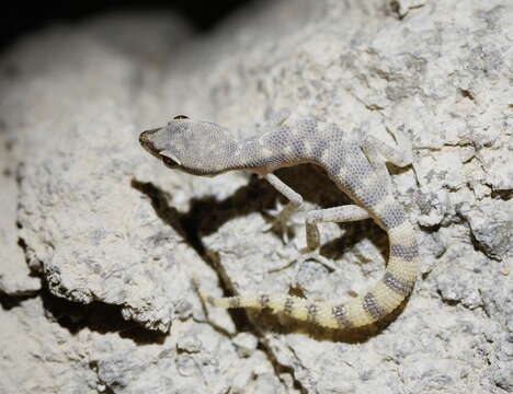 Image of Tropiocolotes bisharicus Baha El Din 2001