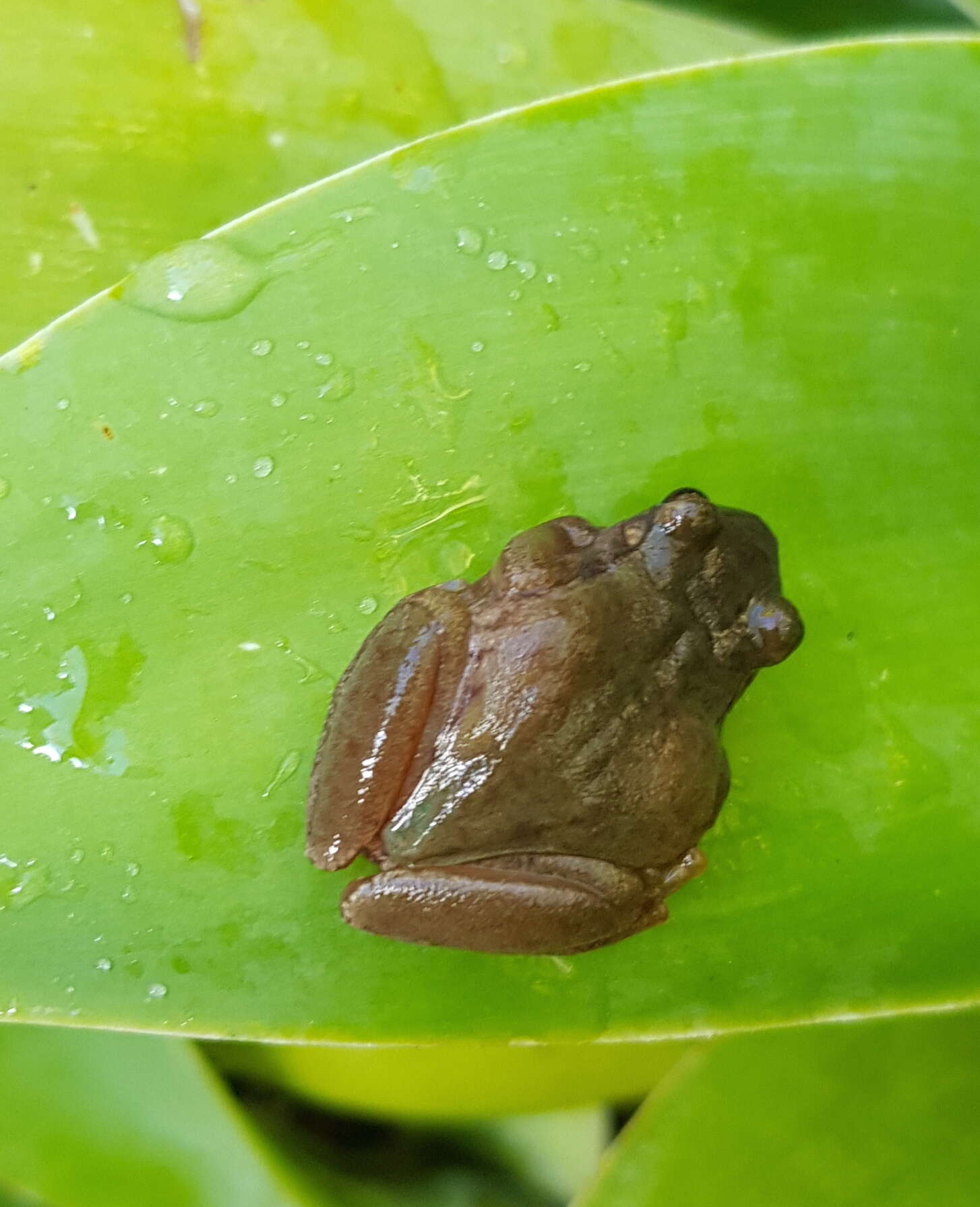 Image of Exerodonta xera (Mendelson & Campbell 1994)