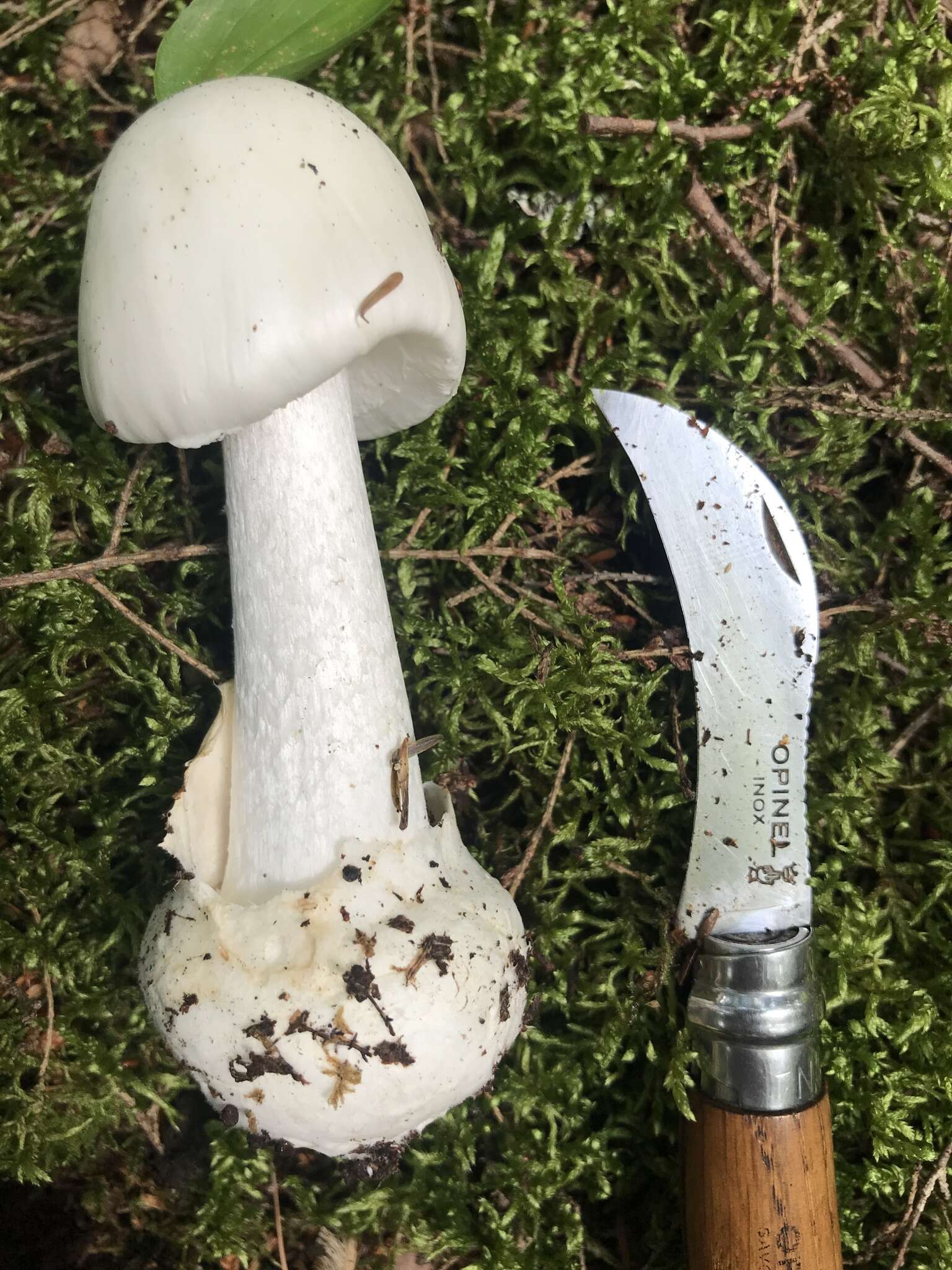 Слика од Amanita suballiacea (Murrill) Murrill 1941