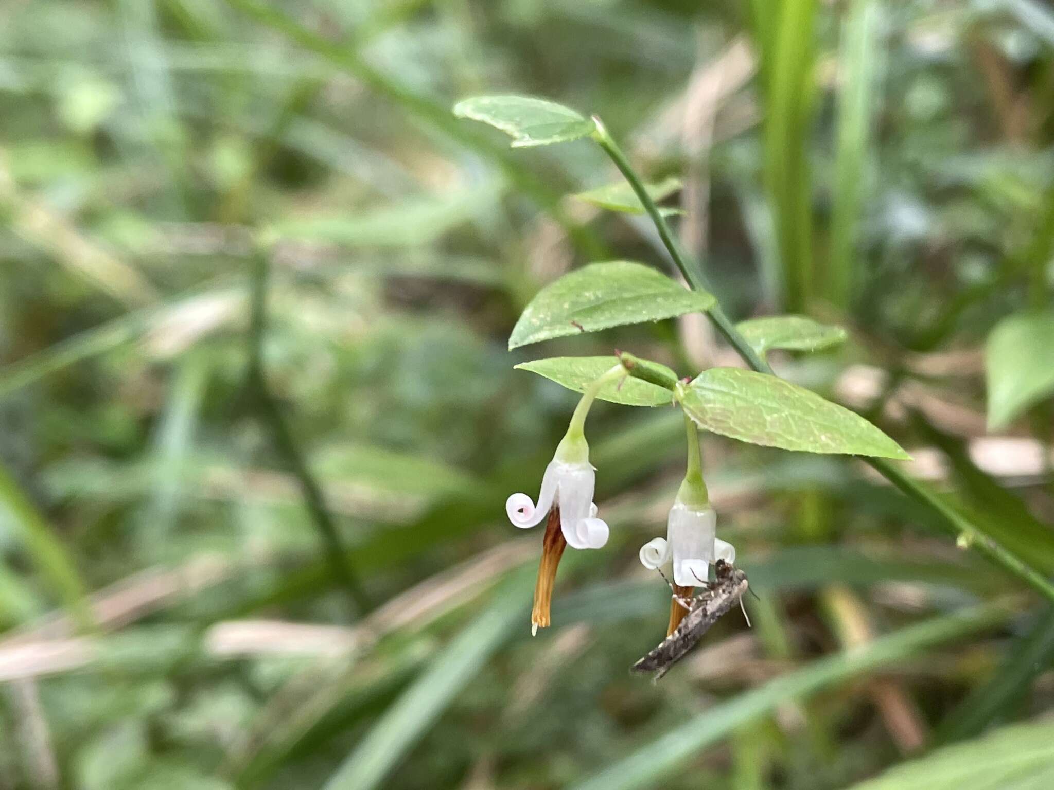 Imagem de Vaccinium japonicum Miq.