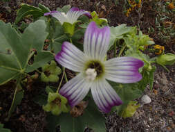 Image of Malva pacifica M. F. Ray