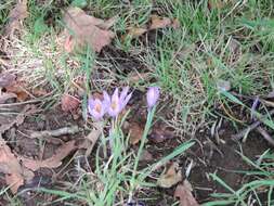 Crocus nudiflorus Sm. resmi