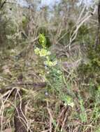 Image de Phyllanthus calycinus Labill.