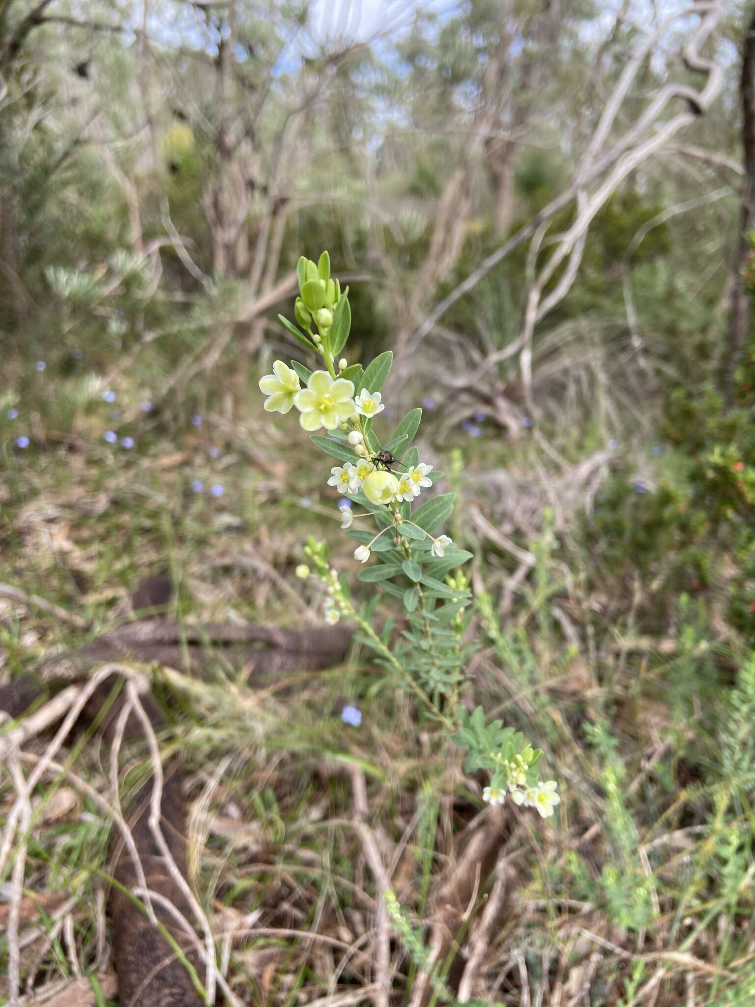 Image de Phyllanthus calycinus Labill.