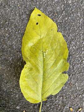 Image of Claoxylon indicum (Reinw. ex Blume) Hassk.