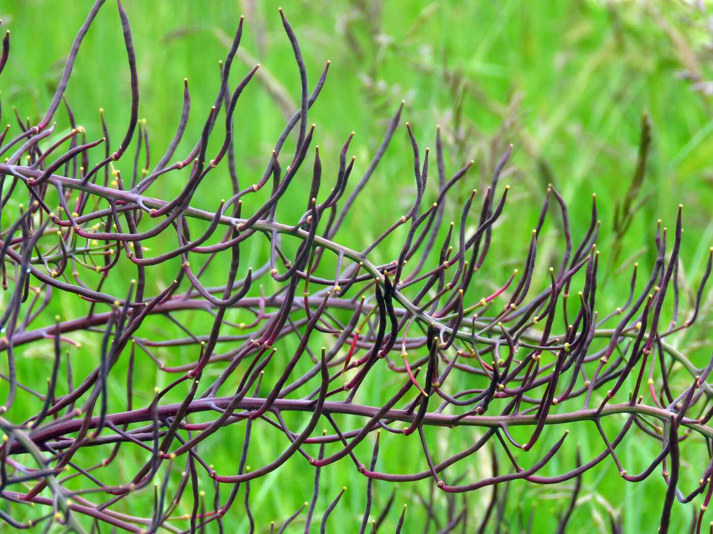 Plancia ëd Brassica oleracea var. oleracea