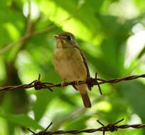 Image of Brown-breasted Flycatcher