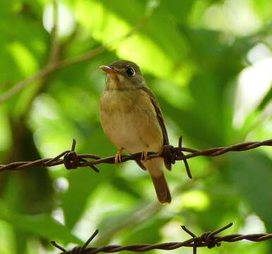 Image of Brown-breasted Flycatcher