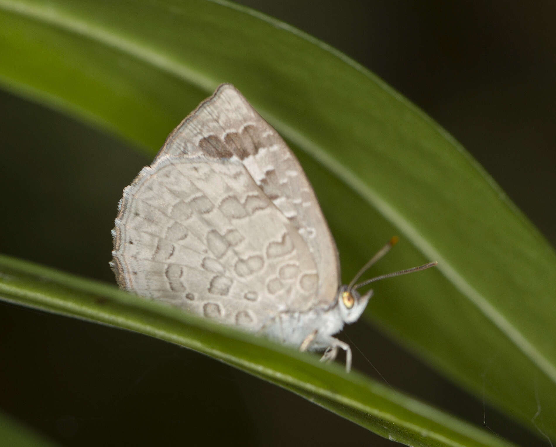 Image of <i>Arhopala ganesa</i>