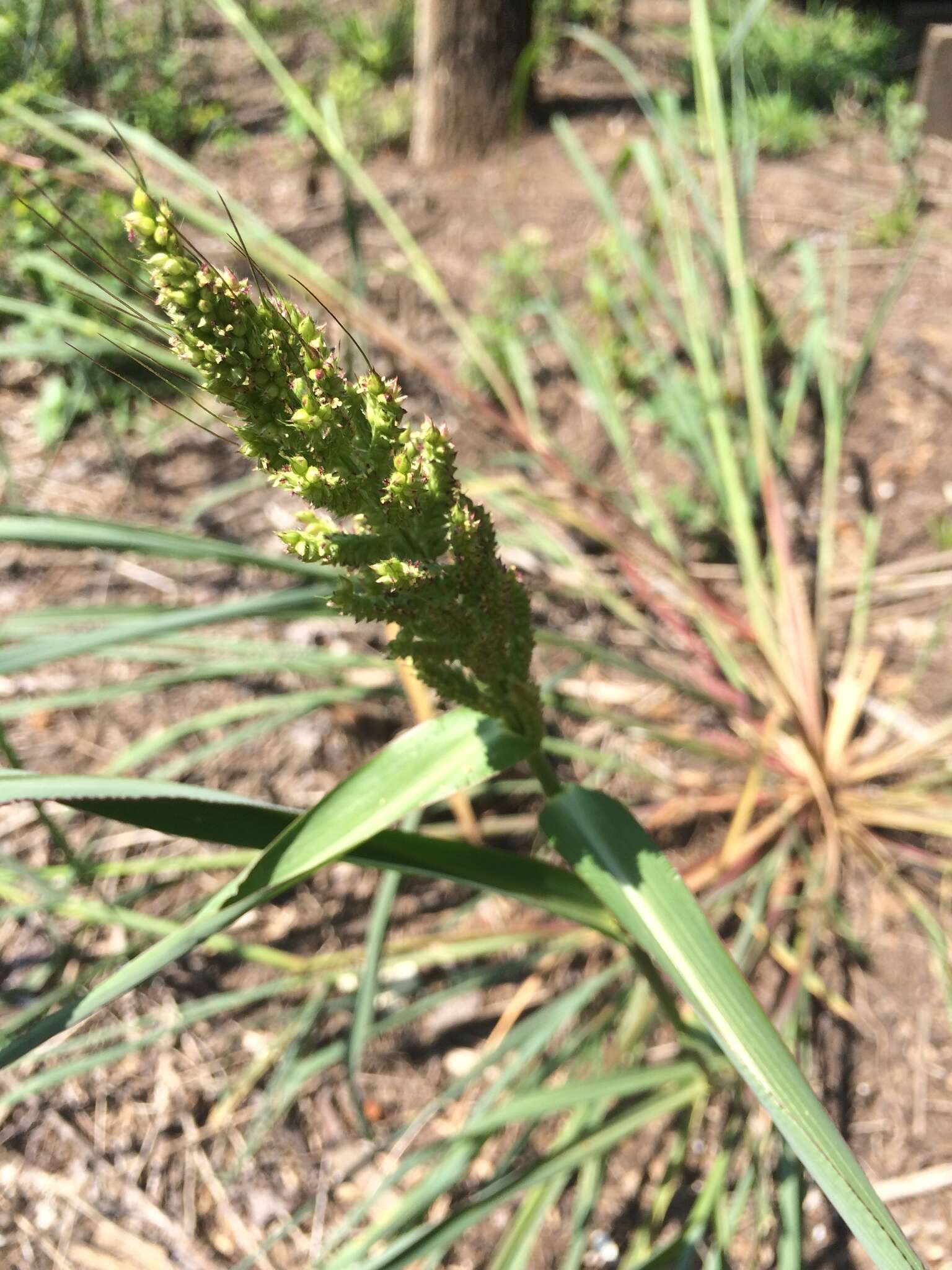 Image of sorghum