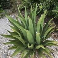 Image of Agave antillarum Descourt.