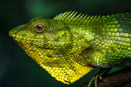 صورة Calotes nemoricola Jerdon 1853