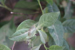 Image of Plumbago pulchella Boiss.