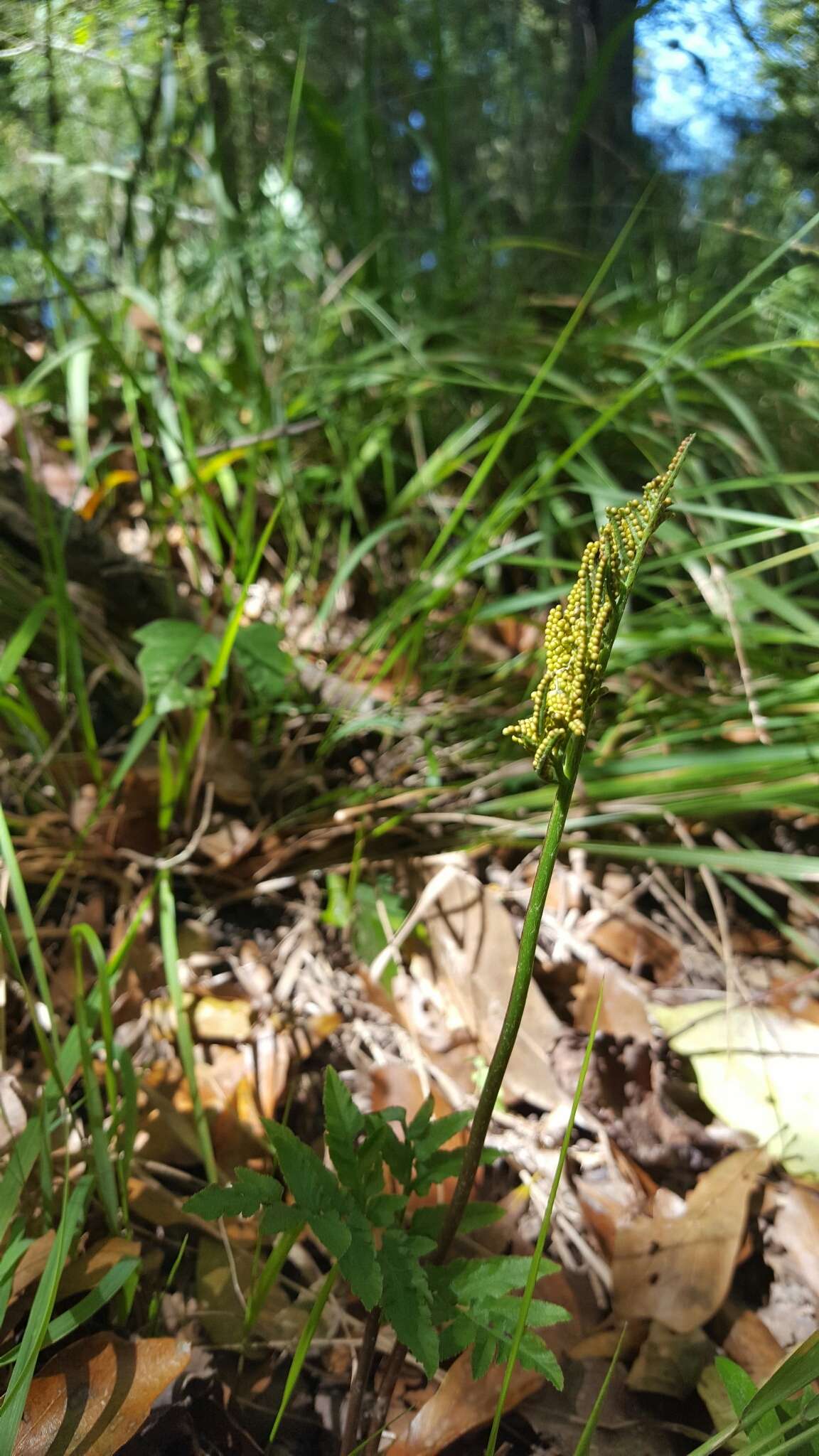 Image de Sceptridium biternatum (Savigny) Lyon