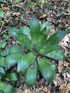 Image of Chamula agave