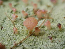 صورة Baeomyces heteromorphus Nyl. ex C. Bab. & Mitt.