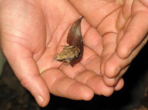 Arthroleptis sylvaticus (Laurent 1954)的圖片