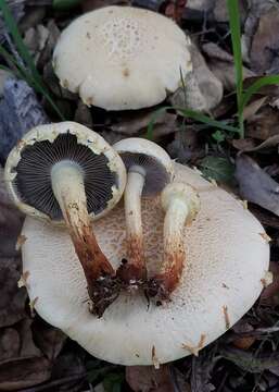 Image of Leratiomyces riparius (A. H. Sm.) Redhead 2014