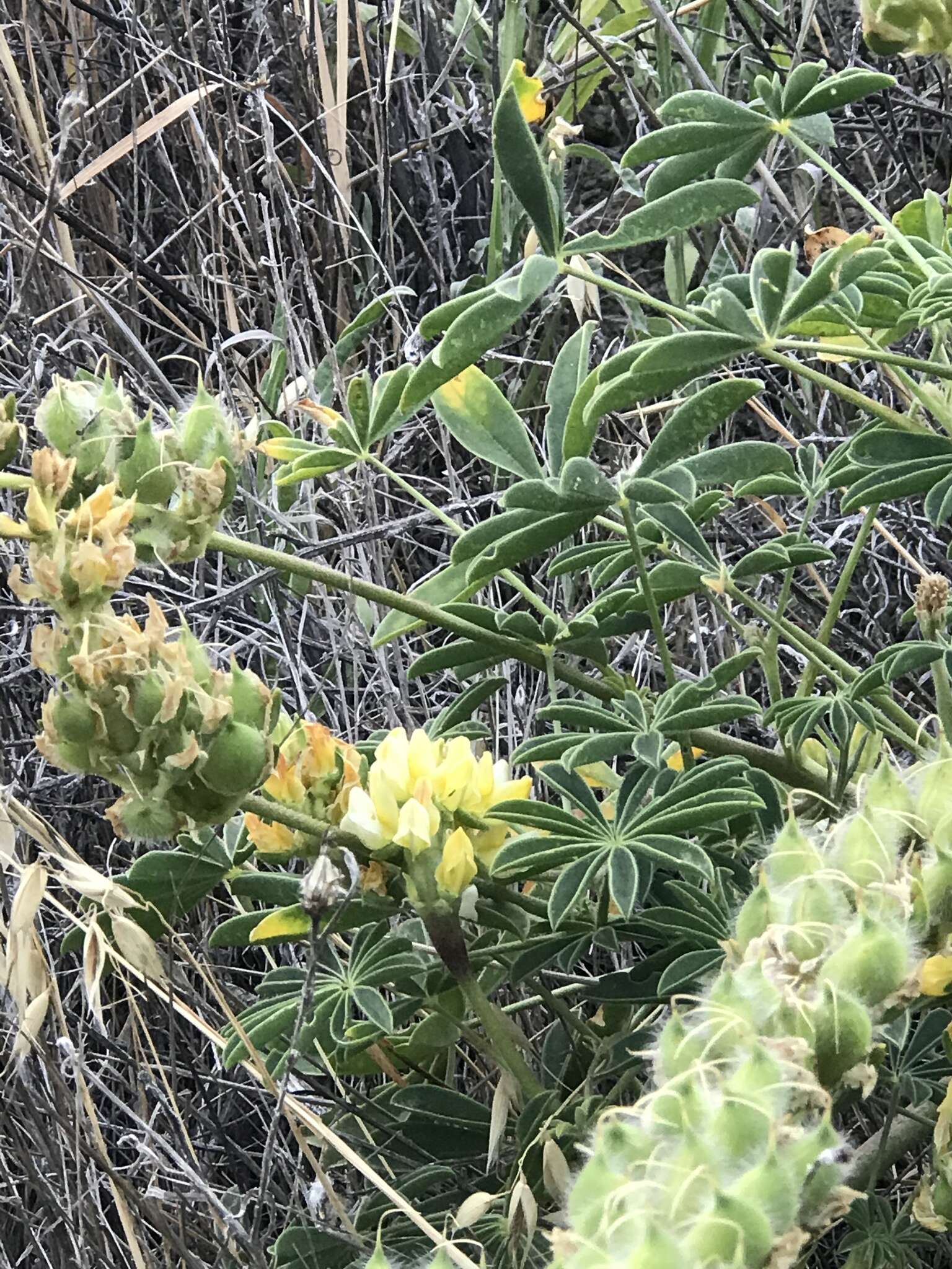 Image of whitewhorl lupine