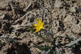 صورة Agoseris parviflora (Nutt.) D. Dietr.