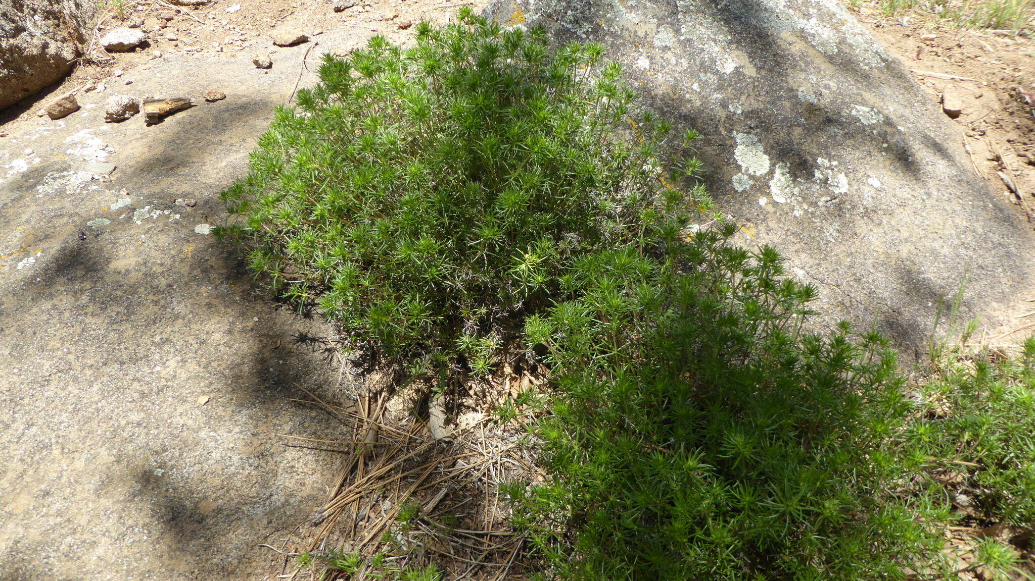 Image of many-flower linanthus