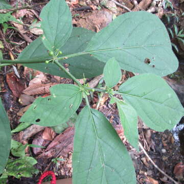 Image de Witheringia solanacea L'Hér.