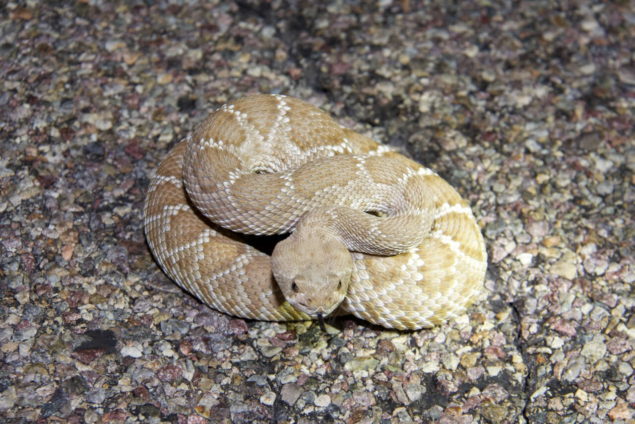 Image of Crotalus ruber ruber Cope 1892